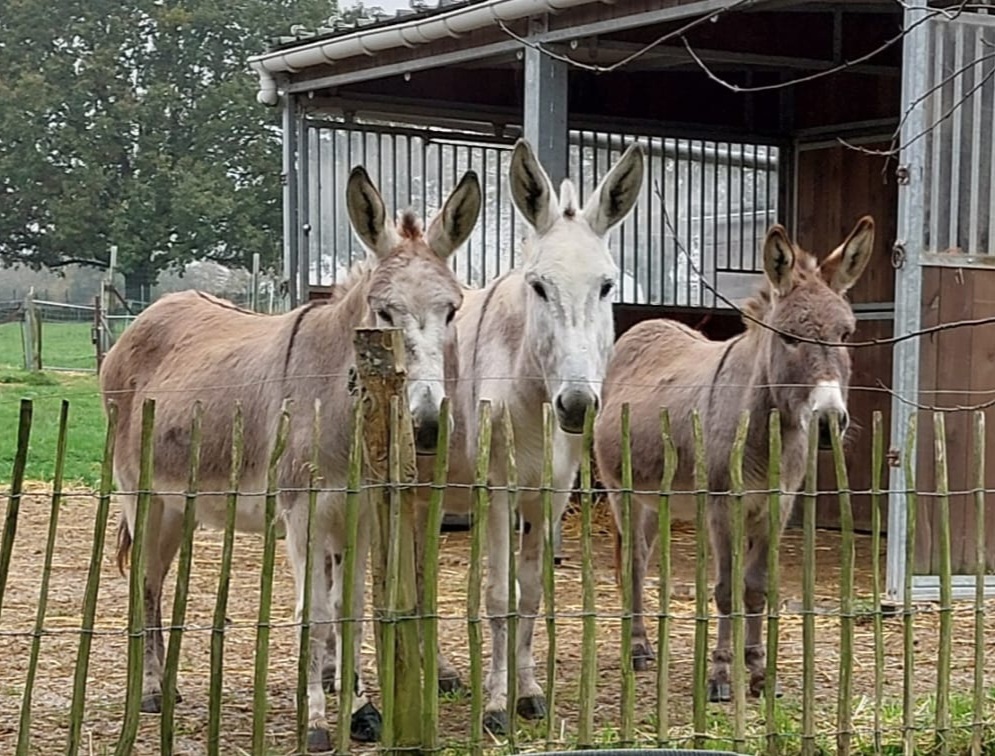 les3